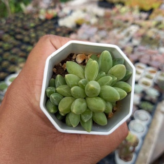 Pachyphytum Compactum/กุหลาบหินเจียระไน/ไม้หายาก/ไม้อวบน้ำ/ไม้วางใบฟอร์มก่อกระถางสองนิ้วส่งทั้งกระถาง