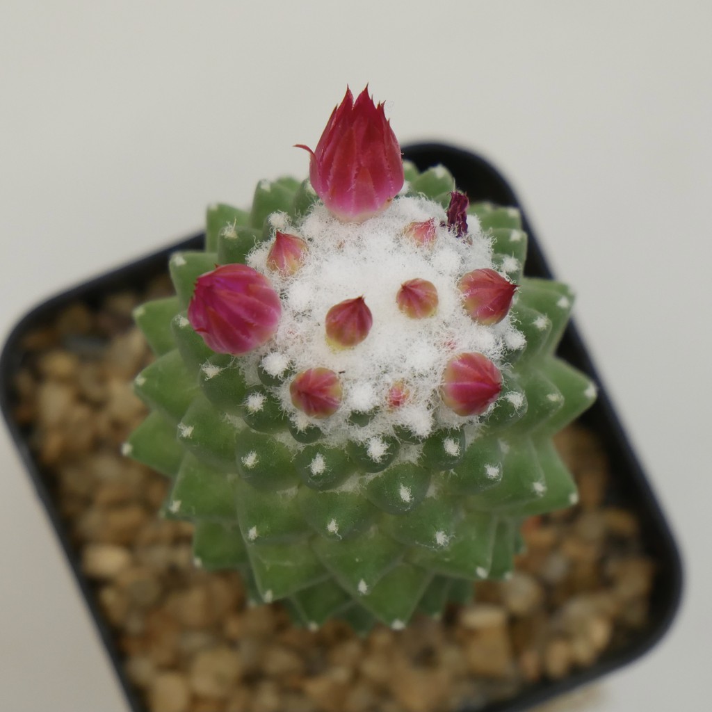 028 กระบองเพชร แมมเฮเลน หรือ Mammillaria Vagaspina Helen - Dusadisu -  Thaipick