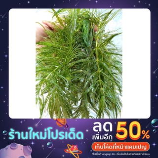 สาหร่ายพุงชะโดด น้ำหนัก 1 กิโล