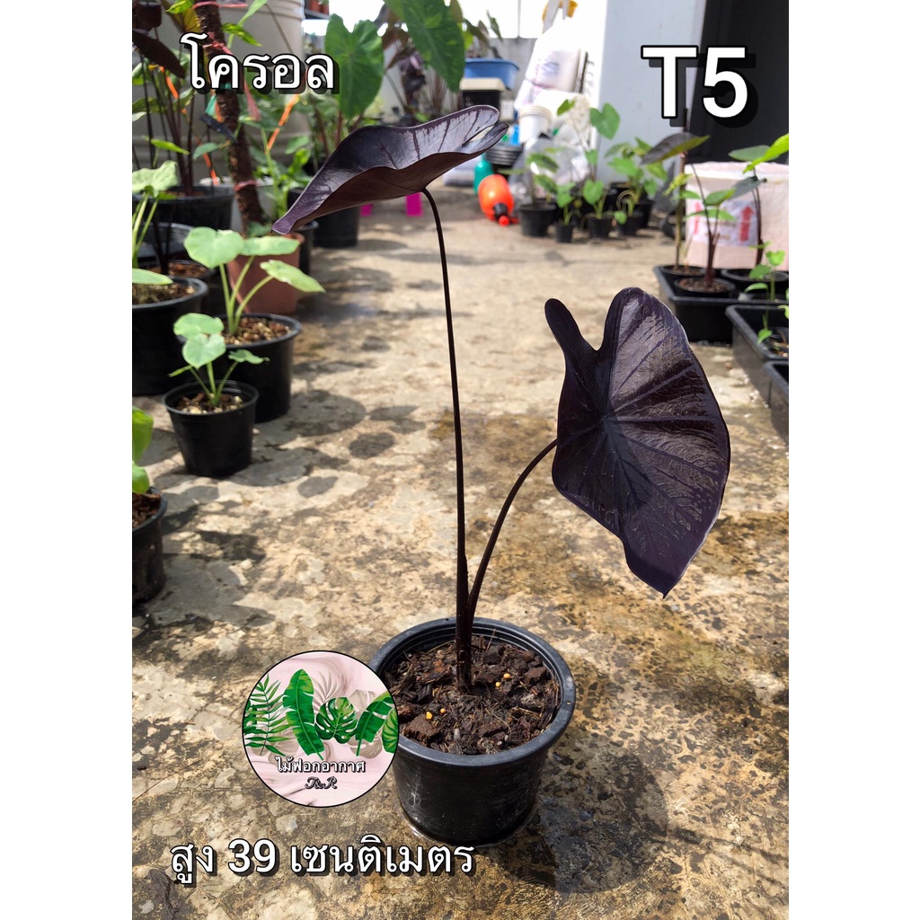 Colocasia black coral 32-35 เซนติเมตร ส่งตะกร้าฟรีจร้า โคโลคาเซียแบล็คโครอล