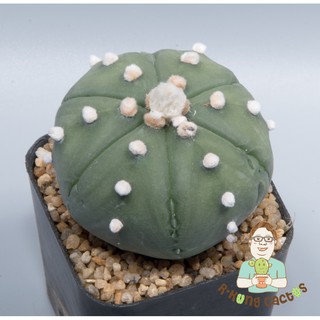 Astrophytum 6 พูแทรก SP.213