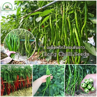 เมล็ดพันธุ์ พริกไทยเส้นยาว Long Chilli Seeds เมล็ดบอนไซ เมล็ดพันธุ์ผัก ผักออแกนิค(แต่ละแพ็คมี 100 เมล็ด - ไม่ใช่พืช)