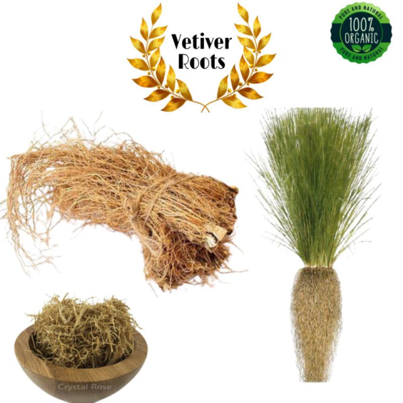 100% ธรรมชาติและอินทรีย์อินเดีย Khus Root/Vertiveria/Zizaniides/Vetiver/Vettiver Root