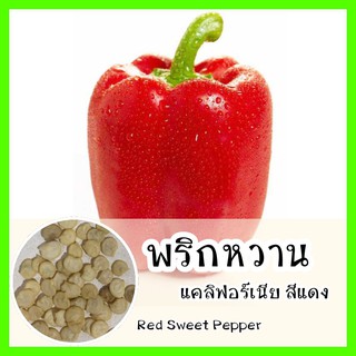 พร้อมส่ง ❗ รหัส 115 เมล็ดพันธุ์ OP แท้   พริกหวานแคลิฟอร์เนียสีแดง - Red Sweet Pepper เมล็ดพันธุ์นำเข้า เมล็ดพริกหวาน