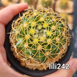 Discocactus​ araneispinus​ ดิสโก้รังนก