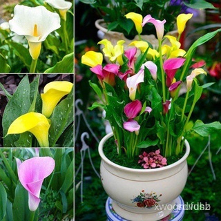 คุณภาพสูง เมล็ด/10 PCS Calla Lily Seeds Rare Flower Seeds Bonsai Potted Plant Perennial Flower /อ/ขายดี พันธุ์ อินทรีย์