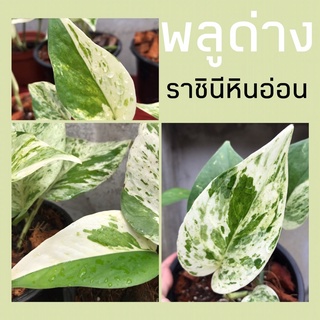 พลูด่างราชินีหินอ่อน คัดลาย Epipremnum aurem ‘Marble Queen’