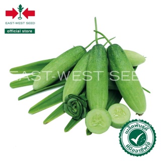 ซื้อ10แถม1 เมล็ดพันธุ์แตงกวา (Cucumber seeds) หอมใบเตย F1 เมล็ดพันธุ์ผัก เมล็ดพันธุ์ แตงกวาใบเตย ตราศรแดง 40เมล็ด ลดกระ