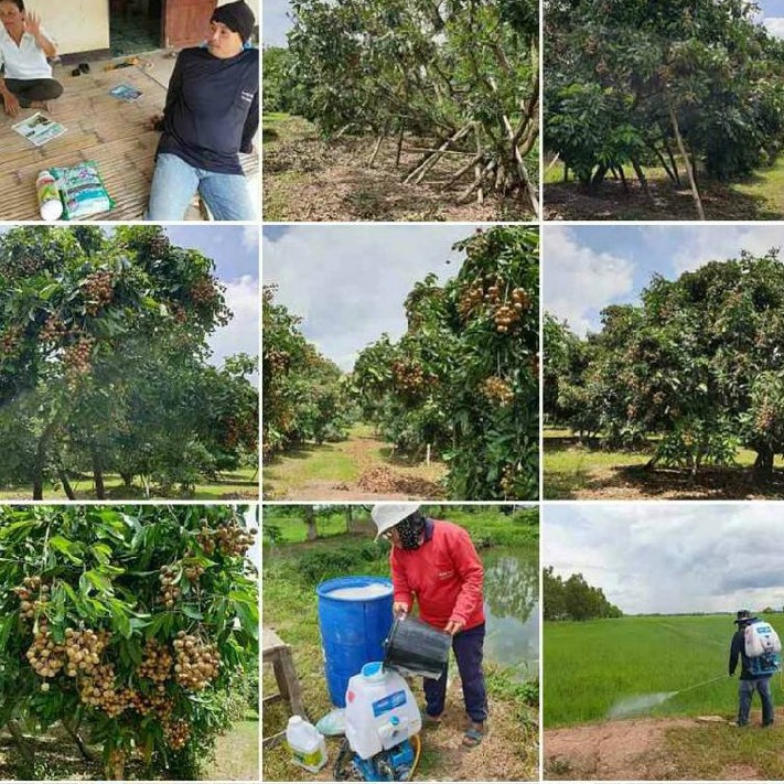 อะมิโนผง โปรตีนสำหรับพืช [พี พาวเวอร์] 50g. เข้มข้น จากยุโรป เร่งดอก ขยายผล เพิ่มผลผลิต ฟื้นต้น - รูปที่ 5