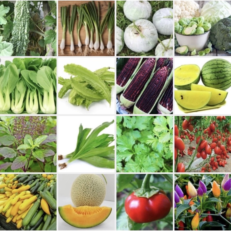 (10แถม1) เมล็ดพันธุ์ผัก เมล็ดผัก เมล็ดผักสวนครัว กว่า100ชนิด ปลูกไว้ทานเองปลูกง่ายโตไว ราคาถูก