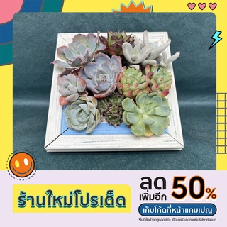 กรอบใส่ succulents สวยเก๋ หรูหรา