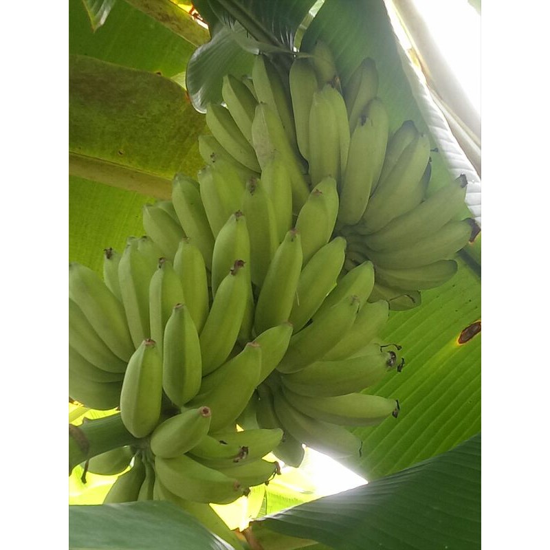 หน่อกล้วยน้ำไท กล้วยสำหรับใช้งานมงคล เป็นยาอายุวัฒนะ ❌❌ก่อนกดซื้อทักแชทแม่ค้าก่อนนะคะ❌❌