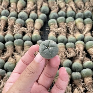 แคคตัส : Lophophora Williamsii โลโฟ วิลเลี่ยมซิไอไม้เมล็ด