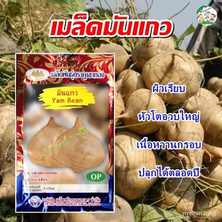 （มีของแจก）เมล็ดอวบอ้วน100%，ไทยในสต็อกพร้อมส่งเมล็ดมันแกว Yam Bean เมล็ดมันแกว เมล็ดพันธุ์มันแ/เมล็ด ผัก ปลูก สวนครัว คละ