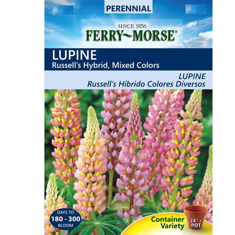 Lupine : Mix (ลูปิน คละสี) / 20 เมล็ด