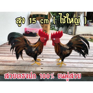 ไก่ขนจริง 🌴ตัวละ 99.- ขนาดใหญ่ สวยตรงปก ขนฟู ขนนิ่ม🐓🐓