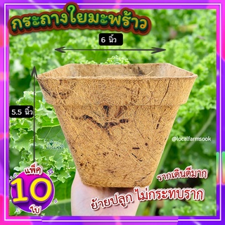 กระถางใยมะพร้าว ( 6 นิ้ว แพ็ค 10 ใบ ) กระถางต้นไม้ กระถางแคคตัส ระบายอากาศได้ดี รากเดินดี กระถางลดโลกร้อน ย่อยสลายได้ตาม