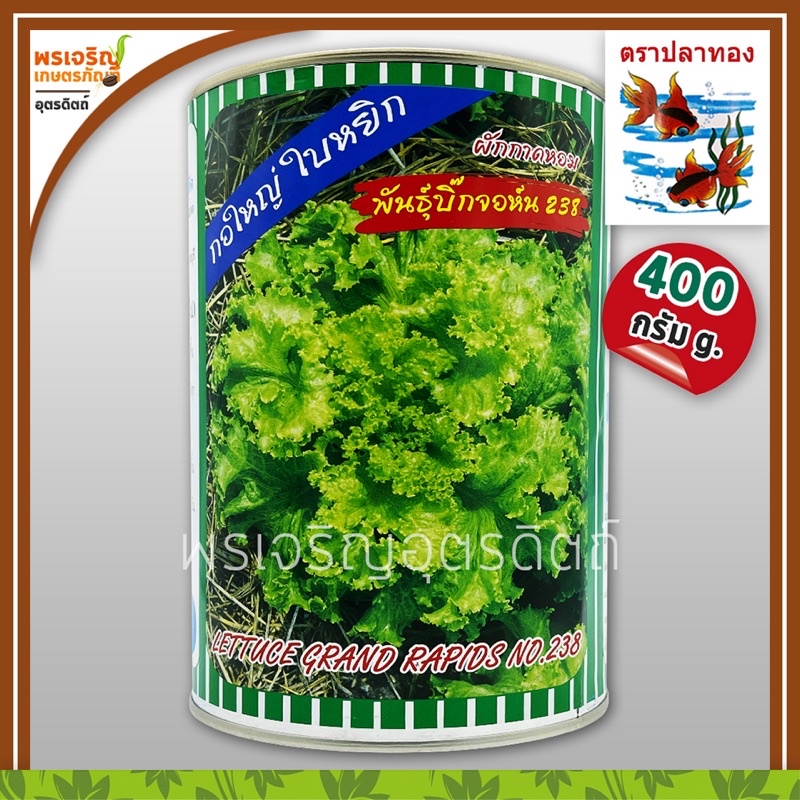 เมล็ดพันธุ์ผักกาด ผักกาดหอม บิ๊กจอห์น 238 (400 กรัม) เมล็ดผักกาดหอม ใบหยิก เมล็ดผักสลัด เมล็ดพันธุ์ผักสวนครัว ตราปลาทอง