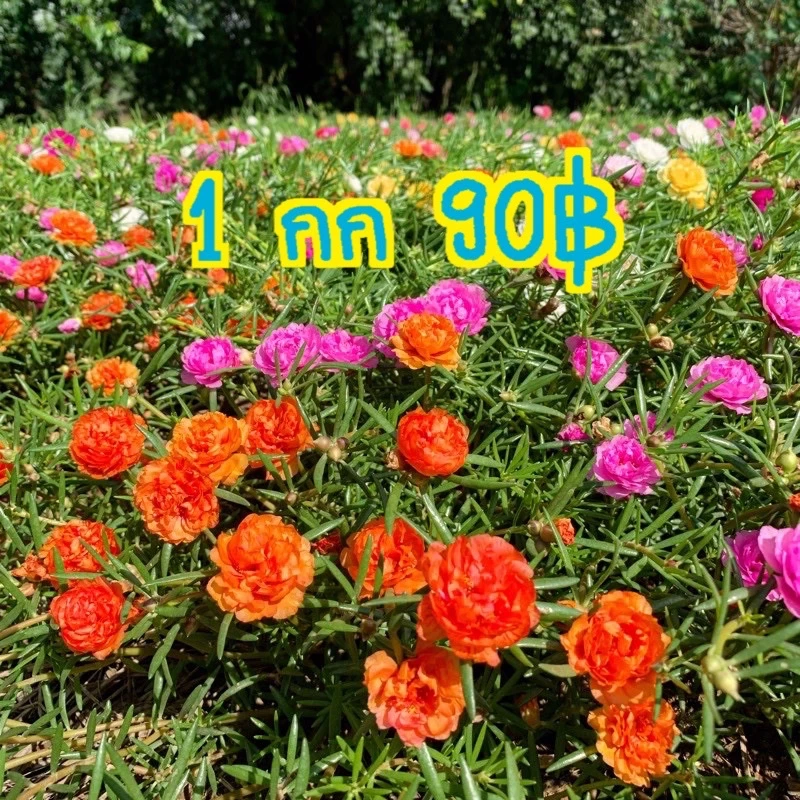 แพรเซี่ยงไฮ้ กล่องละ1 โลคละสีจ้า 10-20สีขึ้นจ้าตัดคละสี