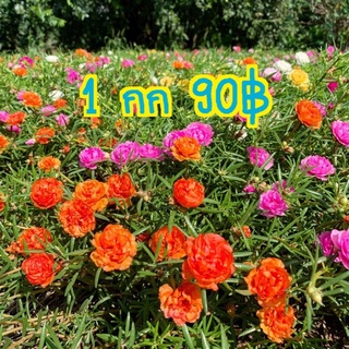 แพรเซี่ยงไฮ้ กล่องละ1 โลคละสีจ้า 10-20สีขึ้นจ้าตัดคละสี