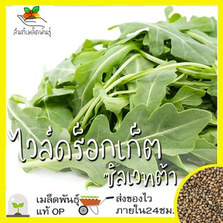 เมล็ดพันธุ์ ไวล์ดร็อกเก็ต ซิลเวทต้า 200 เมล็ด Sylvetta Wild Rocket seed เมล็ดพันธุ์แท้ นำเข้าจากต่างประเทศ ปลูกง่าย โตไว