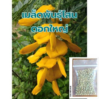 เมล็ดโสนดอกใหญ่ ราคา 28บาท ซองละ 120เมล็ด