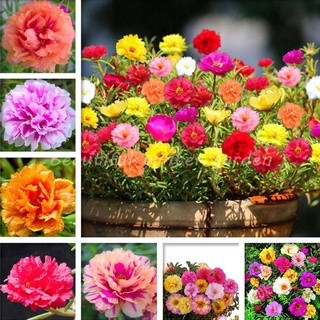 100 Seeds ไม้ประดับ Moss Rose DOUBLE MIX ต้นไม้มงคล ต้นไม้ประดับ Portulaca Grandiflora Annual Flower