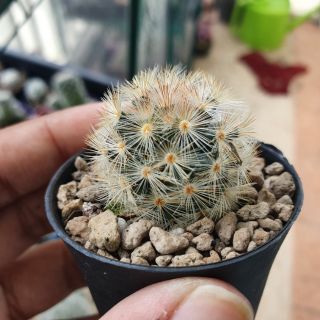 Mammilaria Carmina แมมคามิเน่หนามน้ำตาล