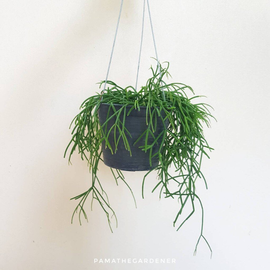 มุมมอง 2