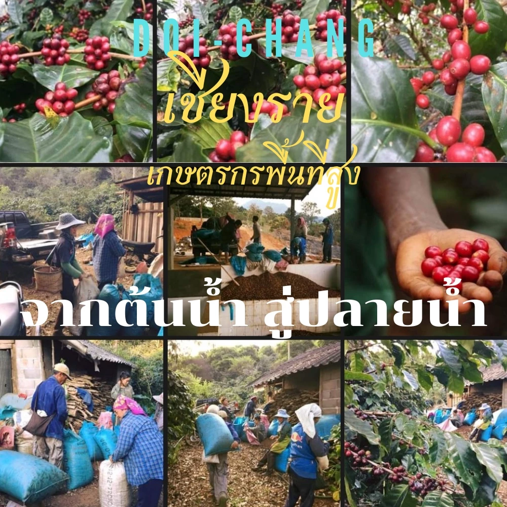 กาแฟคั่วเข้ม อาราบิก้า 100% ดอยช้าง thumbnail 7