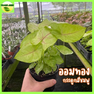 ต้นออมทอง กระดูกสีชมพู 5แถม1 syngonium hybrid ต้นออมเงิน ต้นออมเงินออมทอง