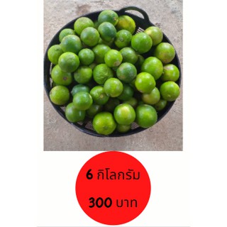Set 6 กิโล มะนาวไร้เม็ดเขียวรวม และปลอดสารไม่พ่นยาฆ่าแมลง คัดพิเศษเกรดA ผ่านมาตรฐานสารเคมี