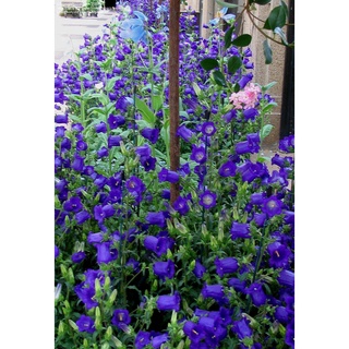 เมล็ดพันธุ์ ดอกระฆัง campanula calycanthema 1000 เมล็ด เมล็ดพันธุ์นำเข้าจาก อังกฤษ