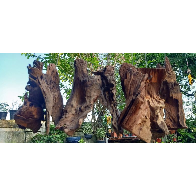 ขอนไม้แขวน ใช้ติดกล้วยไม้ ใช้ตกแต่งสวน ✴️20แถม1✴️ - รูปที่ 2