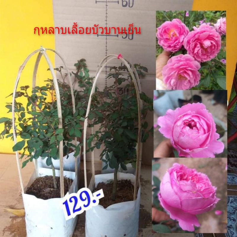 กุหลาบเลื้อยบัวบานเย็น ดอกดกดอกสวยดอกหอมมาก