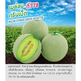เมล็ดพันธุ์ เมล่อน กรีนเน็ต - Melon Green Net ตราดอกแตง เมล็ดพันธุ์ เมล็ดผัก คุณภาพ "เพื่อนเกษตรกร"