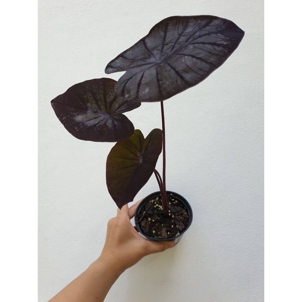 Colocasia Black Ripple / โคโลคาเซีย แบล็ค ริปเปิล