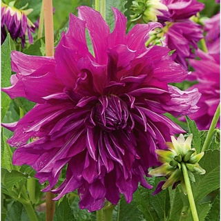 1 หัว/ออเดอร์ รักเร่ Dahlia สายพันธุ์ Purple Plate หัวรักเร่