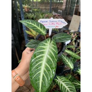 ต้นซันโตโซม่า xanthosoma ส่งพร้อมกระถาง 6 นิ้ว