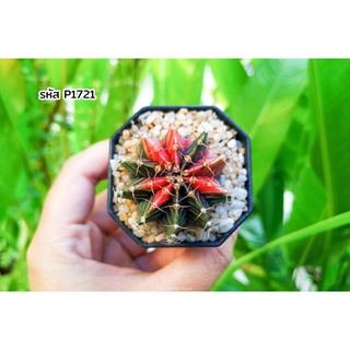 แอลบีไฮบริด ด่าง ยิมโนคาไลเซียม (Gymnocalycium LB Hybrid variegated) แคคตัส