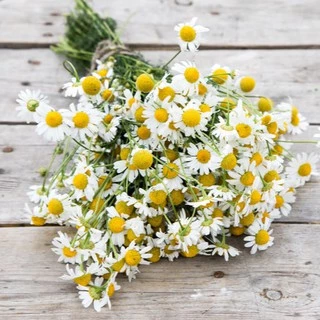 เมล็ดพันธุ์ คาโมมายล์ เยอรมัน (German Chamomile Seed) บรรจุ 1000 เมล็ด คุณภาพดี ของแท้ 100%