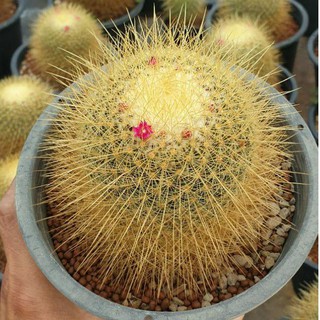 ต้นกระบองเพชร รูแดลทา mammillaria rhidantha #cactus #mammillaria
