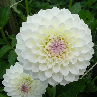 รักเร่ Dahlia สายพันธุ์ Cactus Ryecroft Brenda นำเข้าจากเนเธอร์แลน หัวสดใหม่ 1 หัว/ออเดอร์