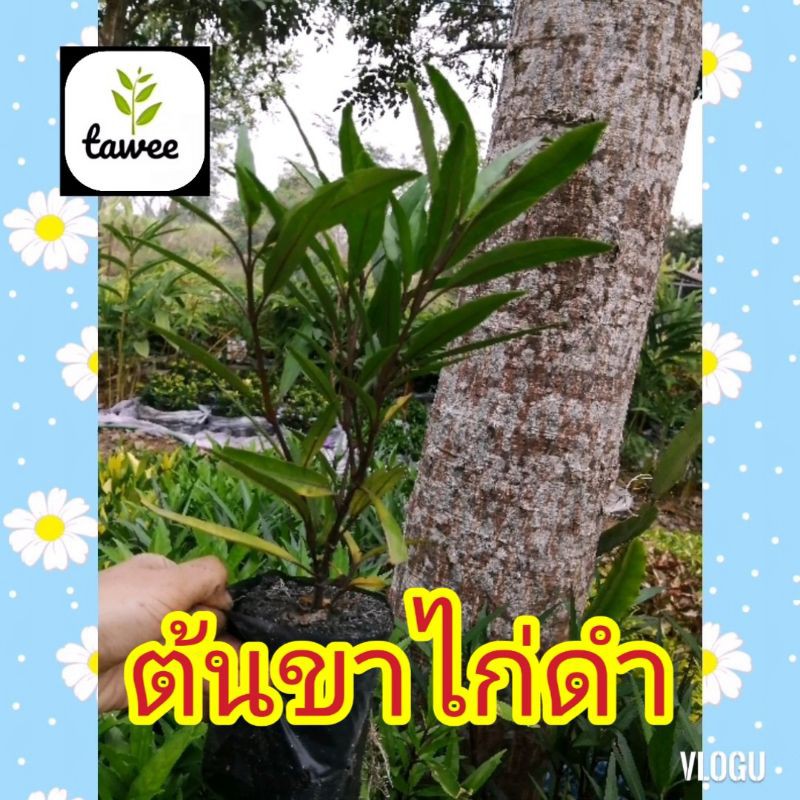 ต้น​ กระดูก​ไก่ดำ​ หรือ​ต้น​ขาไก่​ดำ​ ถุง​ช​ำ​ 2​นิ้ว​