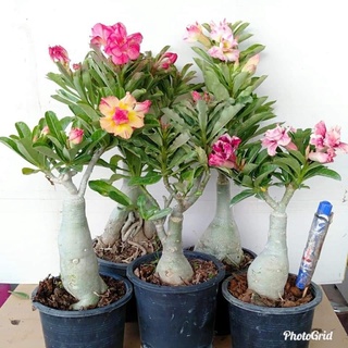 12 เมล็ด เมล็ดพันธุ์ ชวนชม สายพันธุ์ฮอลแลนด์ คละสี Adenium Seeds