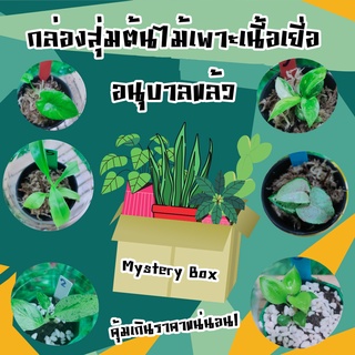 กล่องสุ่มต้นไม้เพาะเนื้อเยื่อ Mystery Box อนุบาลแล้วทุกต้น รับประกันราคาต้นไม้คุ้มทุกกล่อง