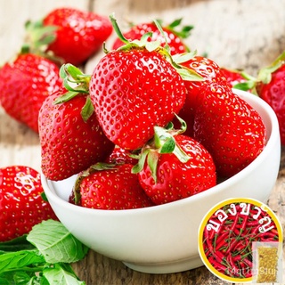 [Galaxy Seeds] Bonsai Strawberry Seeds for Planting Vegetable Plants (10 Seed)   FREE Fertilizer文胸/香菜/通心菜/儿童/玫瑰/芹菜/木瓜/帽子