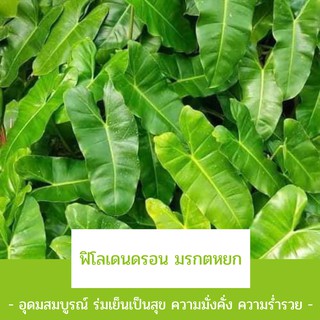 Philodendron ฟิโลเลนดอน มรกตหยก ขายแบบ1กิ่ง  (ตัดสด) ต้นไม้ฟอกอากาศ