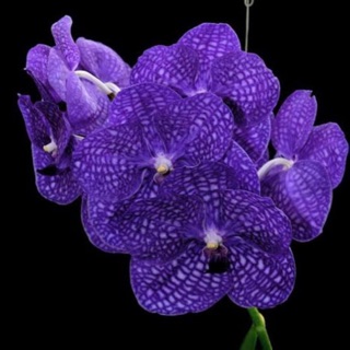 กล้วยไม้ แวนด้า ปากช่องบลู ต้นไซส์กลาง Vanda Pakchong Blue medium size