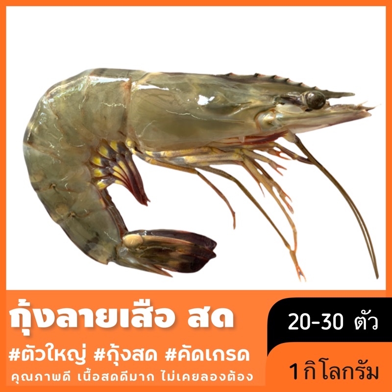 กุ้งลายเสือ ((สด)) คัดเกรด กุ้งธรรมชาติ ปลอดสาร สดทุกวัน 1กก./แพค